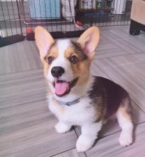 Regalo Increíble cachorro Pembroke Welsh Corgi macho y hembra