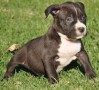 regalo-increible-cachorro-pit-bull-macho-y-hembra-small-0