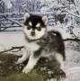 regalo-increible-cachorro-pomsky-macho-y-hembra-small-0