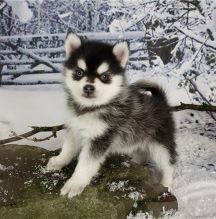 Regalo Increíble cachorro Pomsky macho y hembra