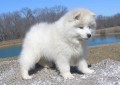 regalo-increible-cachorro-toy-american-eskimo-macho-y-hembra-small-0