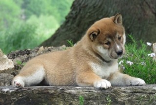 Cachorro Shiba Inu Entrenado