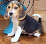 cachorro-beagle-disponibles-small-0