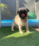 cachorro-pug-carlino-small-0