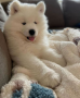 cachorro-samoyedo-disponibles-small-0