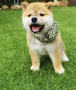 cachorro-shiba-inu-disponibles-small-0