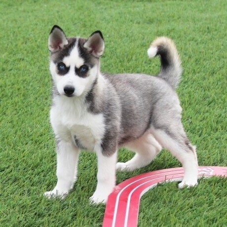 regalo-cachorro-husky-siberian-listo-big-0