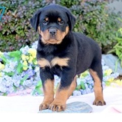 Regalo Cachorro de Rottweiler para adopcion