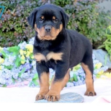 regalo-cachorro-de-rottweiler-para-adopcion-big-0