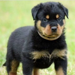 REGALO CACHORRO DE ROTTWEILER PARA ADOPCION