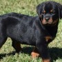 regalo-cachorro-de-rottweiler-para-adopcion-small-0