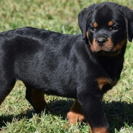 regalo-cachorro-de-rottweiler-para-adopcion-big-0