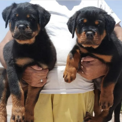 Regalo Cachorro de Rottweiler para adopcion