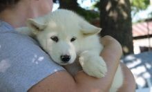 Regalo Increíble cachorro Alaskan Malamute macho y hembra