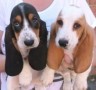 regalo-increible-cachorro-basset-hound-macho-y-hembra-small-0