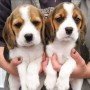 regalo-increible-cachorro-beagle-macho-y-hembra-small-0