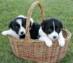 regalo-increible-cachorro-border-collie-macho-y-hembra-small-0