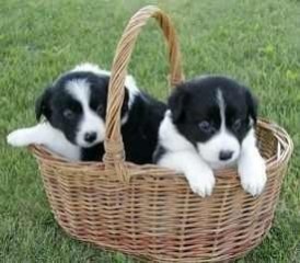 Regalo Increíble cachorro Border Collie macho y hembra