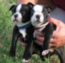 regalo-increible-cachorro-boston-terrier-macho-y-hembra-small-0