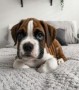 regalo-increible-cachorro-boxer-macho-y-hembra-small-0