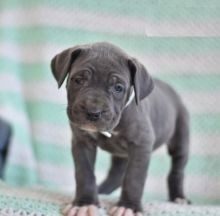 Regalo Increíble cachorro Cane Corso macho y hembra