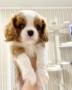 regalo-increible-cachorro-cavalier-king-charles-macho-y-hembra-small-0