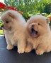 regalo-increible-cachorro-chow-chow-macho-y-hembra-small-0