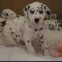 regalo-increible-cachorro-dalmata-macho-y-hembra-small-0