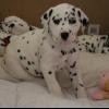 regalo-increible-cachorro-dalmata-macho-y-hembra-big-0