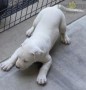 regalo-increible-cachorro-dogo-argentino-macho-y-hembra-small-0