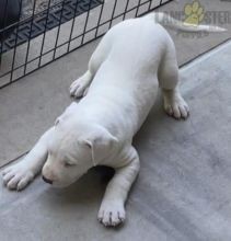 Regalo Increíble cachorro Dogo Argentino macho y hembra