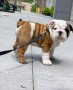 regalo-increible-cachorro-english-bulldog-macho-y-hembra-small-0