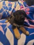 regalo-increible-cachorro-pastor-aleman-macho-y-hembra-small-0