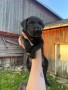 regalo-increible-cachorro-great-dane-macho-y-hembra-small-0