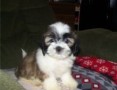 regalo-increible-cachorro-lhasa-apso-macho-y-hembra-small-0