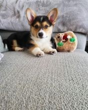 Regalo Increíble cachorro Pembroke Welsh Corgi macho y hembra