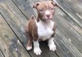 regalo-increible-cachorro-pit-bull-macho-y-hembra-small-0