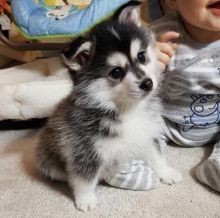 Regalo Increíble cachorro Pomsky macho y hembra