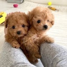 regalo-increible-cachorro-toy-poodle-macho-y-hembra-big-0