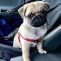 regalo-increible-cachorro-pug-macho-y-hembra-small-0