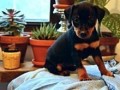 regalo-increible-cachorro-pinscher-macho-y-hembra-small-0