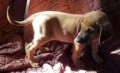 regalo-increible-cachorro-rhodesian-ridgeback-macho-y-hembra-small-0