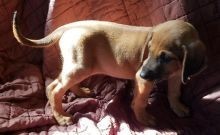 regalo-increible-cachorro-rhodesian-ridgeback-macho-y-hembra-big-0