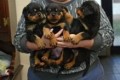 regalo-increible-cachorro-rottweiler-macho-y-hembra-small-0