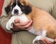 regalo-increible-cachorro-san-bernardo-macho-y-hembra-small-0