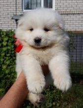 Regalo Increíble cachorro Samoyedo macho y hembra