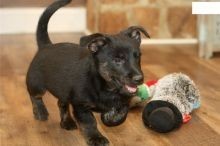 regalo-increible-cachorro-scottish-terrier-macho-y-hembra-big-0