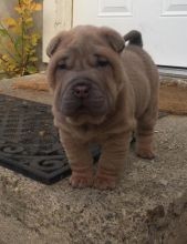 Regalo Increíble cachorro Chinese Shar-Pei macho y hembra