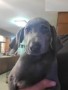 regalo-increible-cachorro-weimaraner-macho-y-hembra-small-0