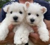 regalo-increible-cachorro-west-highland-white-terrier-macho-y-hembra-small-0